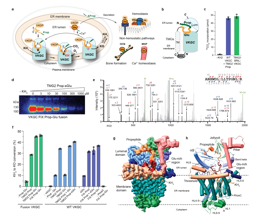membrane protein